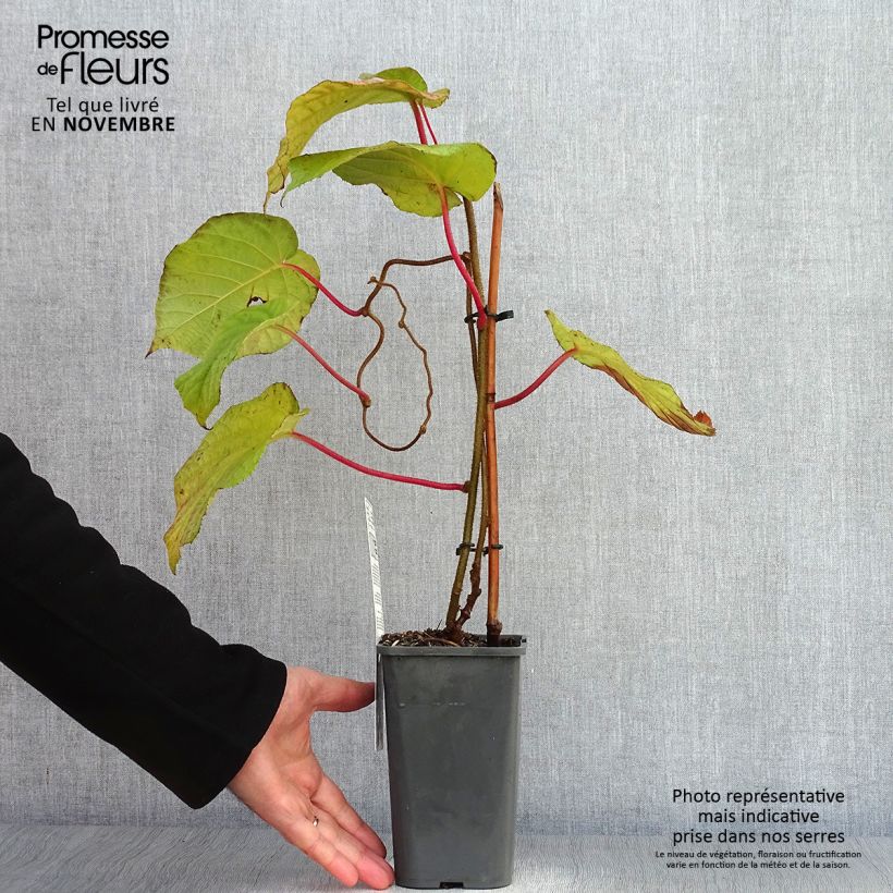 Exemplar von Actinidia deliciosa Hayward Bio - Chinesischer Strahlengriffel Topf mit 1,5L/2L wie im Herbst geliefert