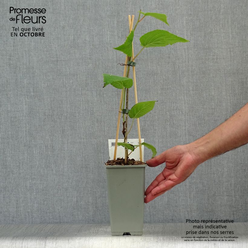 Exemplar von Actinidia deliciosa Jenny - Chinesischer Strahlengriffel Topf mit 1,5L/2L wie im Herbst geliefert