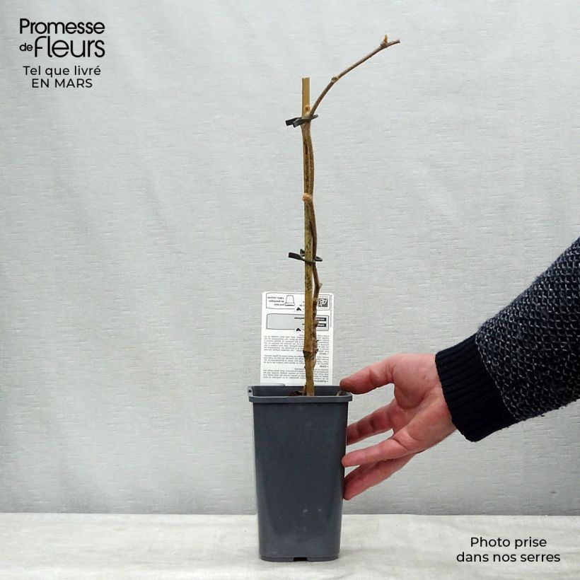 Exemplar von Actinidia deliciosa Jenny Bio - Chinesischer Strahlengriffel Topf mit 1,5L/2L wie im Frühjahr geliefert