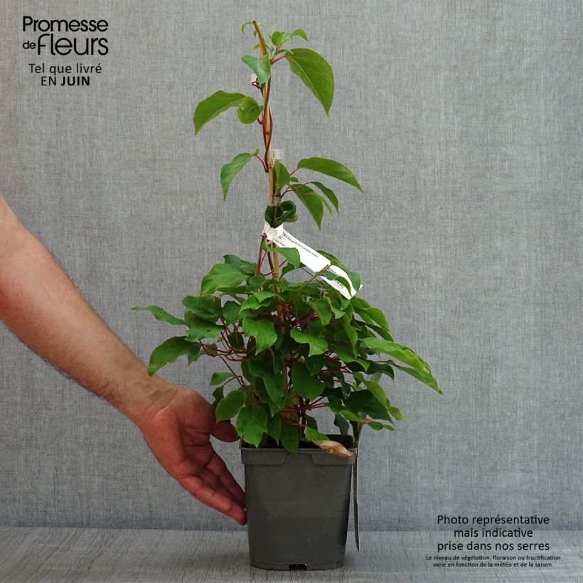 Exemplar von Actinidia arguta Prince Jumbo - Zwerg Kiwi Topf mit 1,5L/2L wie im Sommer geliefert