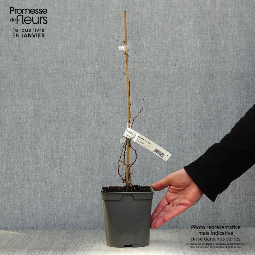 Exemplar von Actinidia arguta Prince Jumbo - Zwerg Kiwi Topf mit 1,5L/2L wie im Winter geliefert