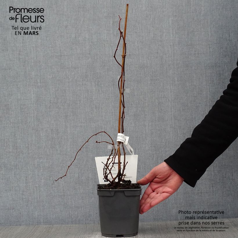 Exemplar von Actinidia arguta Red Jumbo - Zwerg Kiwi Topf mit 1,5L/2L wie im Winter geliefert