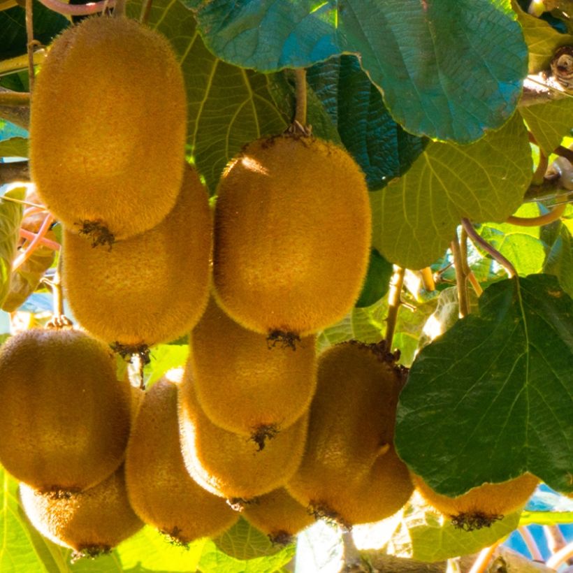 Actinidia deliciosa Montcap - Chinesischer Strahlengriffel (Ernte)