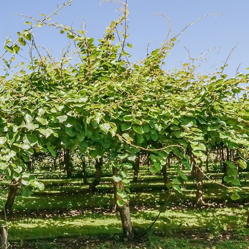 Actinidia deliciosa Montcap - Chinesischer Strahlengriffel (Hafen)