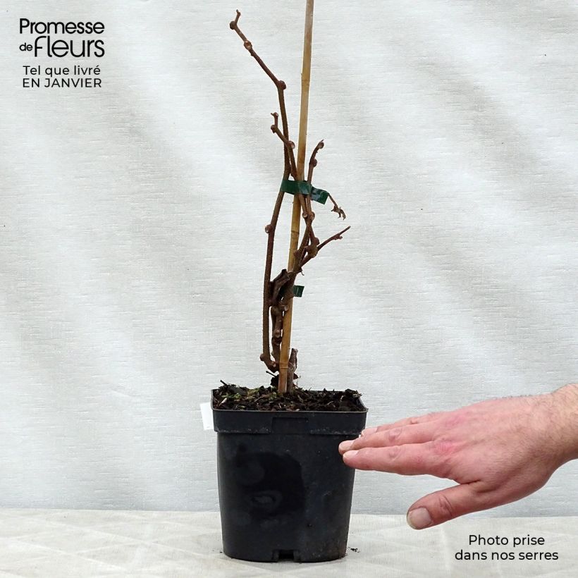 Exemplar von Actinidia chinensis Solissimo - Chinesischer Strahlengriffel Topf mit 1L/1,5L wie im Winter geliefert