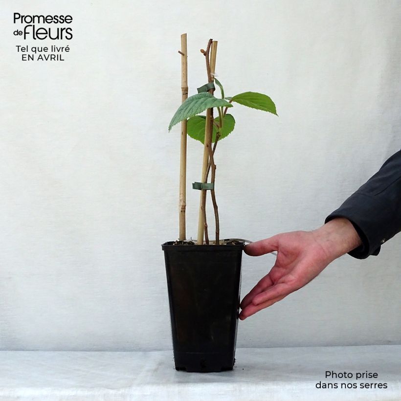 Exemplar von Actinidia chinensis Solissimo - Chinesischer Strahlengriffel Topf mit 1L/1,5L wie im Frühjahr geliefert