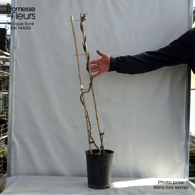 Exemplar von Actinidia chinensis Solissimo - Chinesischer Strahlengriffel Topf mit 4L/5L wie im Frühjahr geliefert