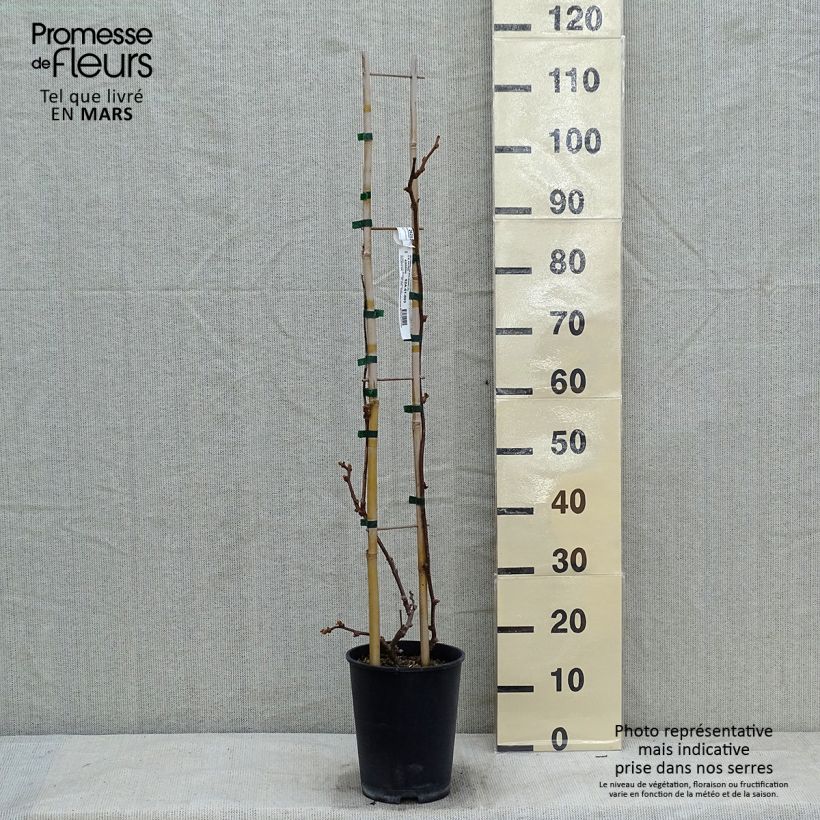 Exemplar von Actinidia chinensis Solissimo - Chinesischer Strahlengriffel Topf mit 4L/5L wie im Winter geliefert