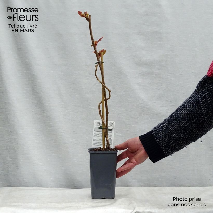 Exemplar von Actinidia deliciosa Tomuri Bio (Männlich) - Chinesischer Strahlengriffel Topf mit 1,5L/2L wie im Winter geliefert