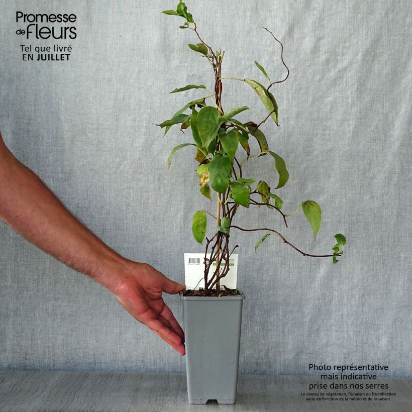Exemplar von Actinidia arguta Issai - Zwerg Kiwi Topf mit 1,5L/2L wie im Sommer geliefert