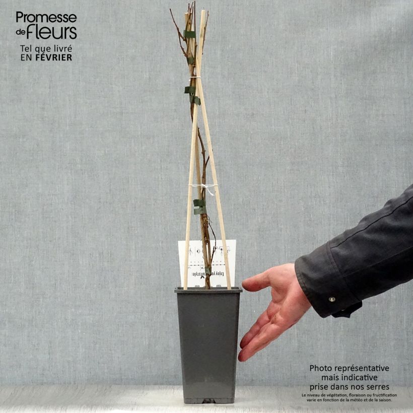 Exemplar von Actinidia arguta Issai - Zwerg Kiwi Topf mit 1,5L/2L wie im Winter geliefert