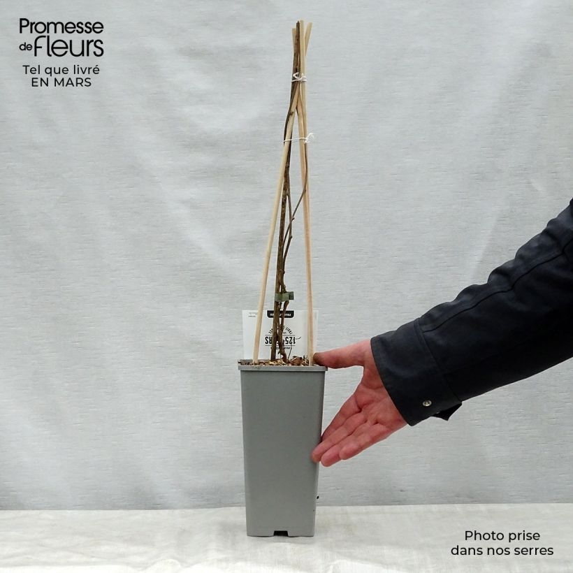 Exemplar von Actinidia arguta Issai - Zwerg Kiwi Topf mit 1,5L/2L wie im Frühjahr geliefert