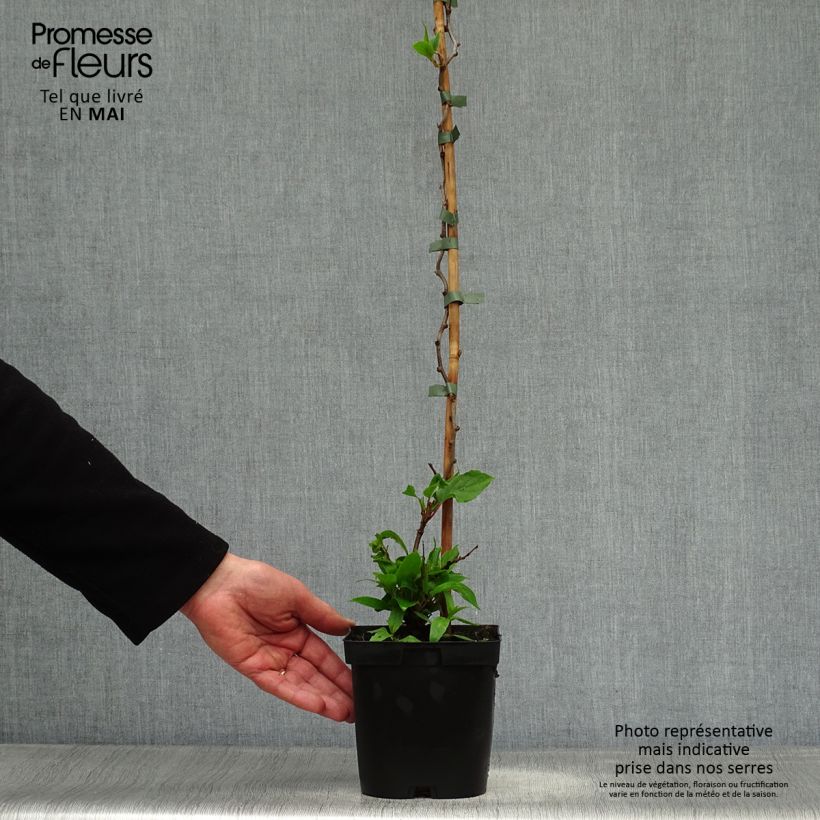 Exemplar von Actinidia arguta Ken's Red - Zwerg Kiwi Topf mit 1,5L/2L wie im Frühjahr geliefert