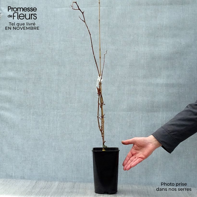 Exemplar von Actinidia arguta Kokuwa - Zwerg Kiwi Topf mit 2L/3L wie im Herbst geliefert