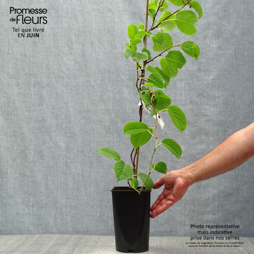 Exemplar von Actinidia arguta Vitikiwi - Zwerg Kiwi Topf mit 2L/3L wie im Sommer geliefert