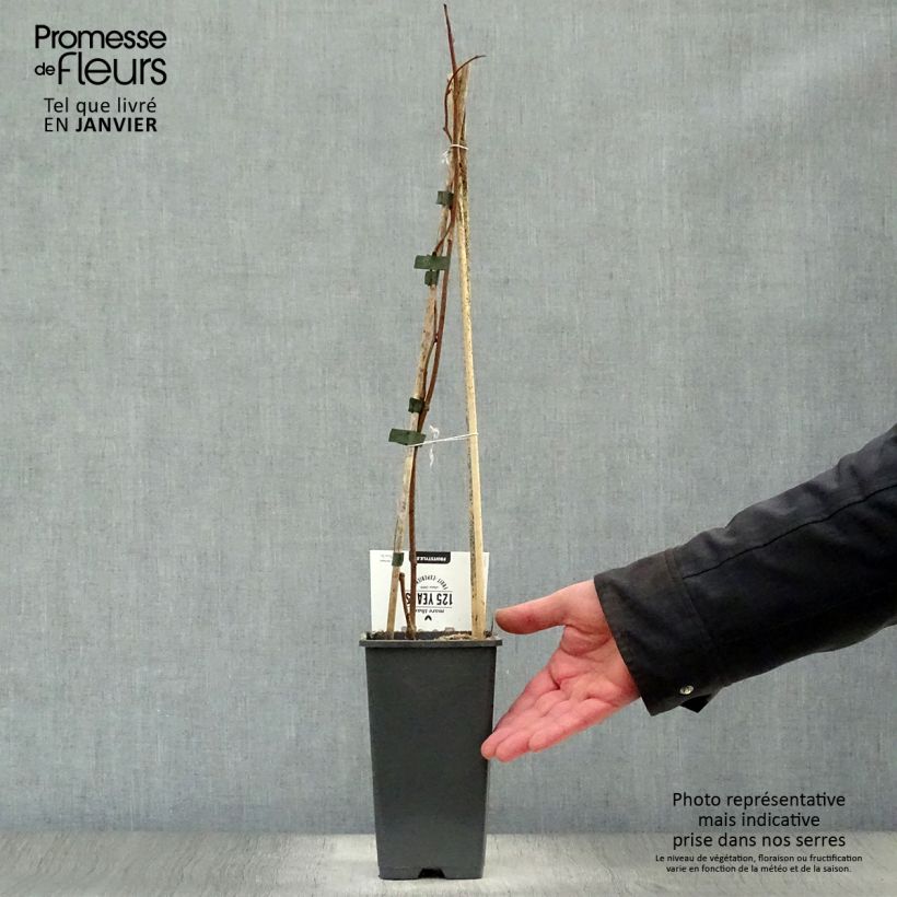 Exemplar von Actinidia arguta Weikii - Zwerg Kiwi Topf mit 1,5L/2L wie im Winter geliefert