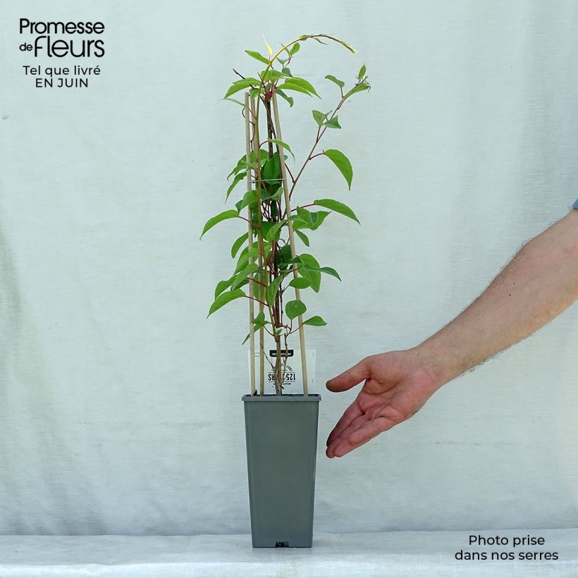 Exemplar von Actinidia arguta Weikii - Zwerg Kiwi Topf mit 1,5L/2L wie im Sommer geliefert
