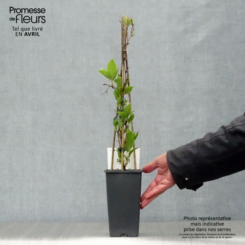 Exemplar von Actinidia arguta Weikii - Zwerg Kiwi Topf mit 1,5L/2L wie im Frühjahr geliefert