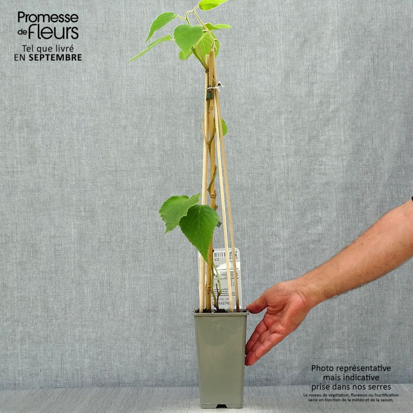 Exemplar von Actinidia deliciosa Boskoop - Chinesischer Strahlengriffel Topf mit 1,5L/2L wie im Herbst geliefert