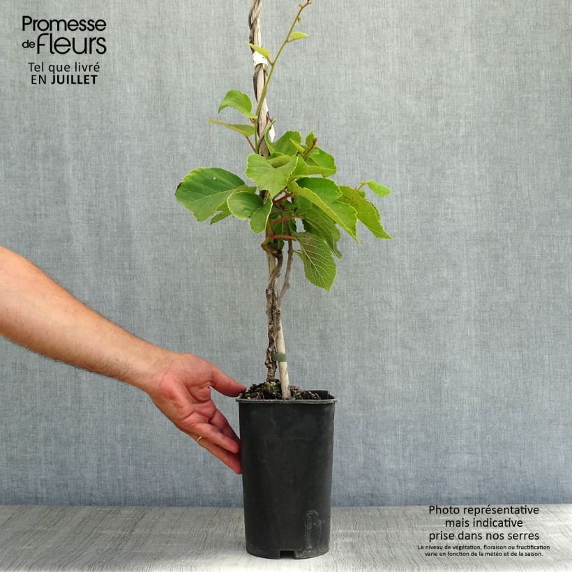 Exemplar von Actinidia chinensis Solo - Chinesischer Strahlengriffel Topf mit 3L/4L wie im Sommer geliefert
