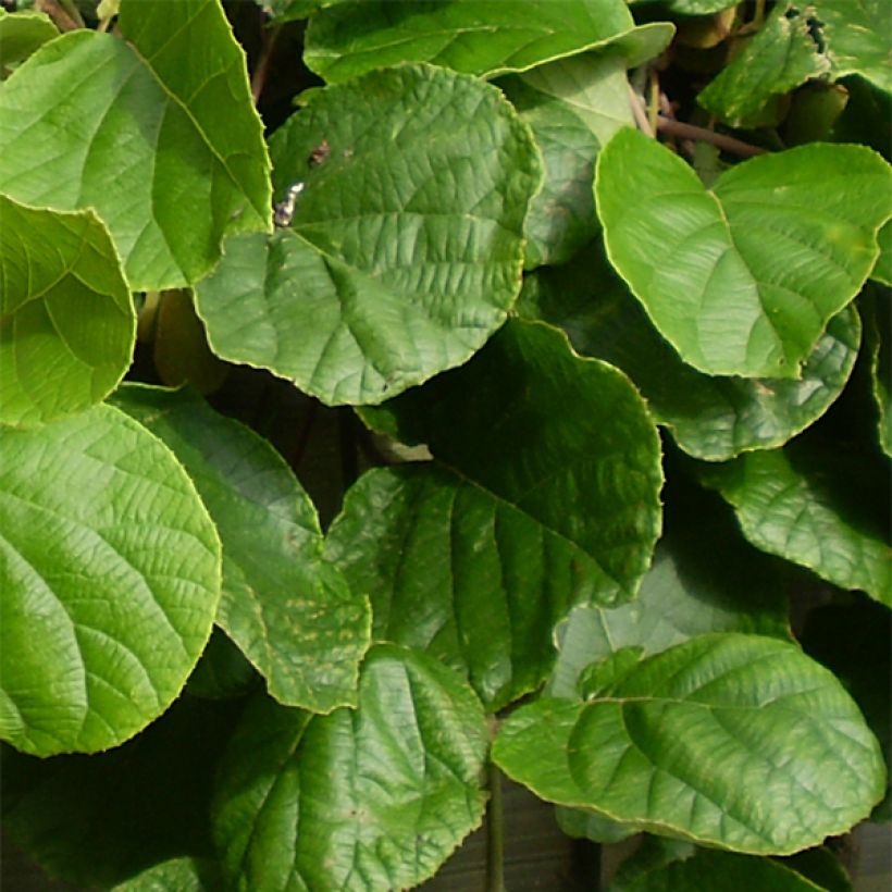 Actinidia chinensis Golden Delight (Männlich) - Chinesischer Strahlengriffel (Laub)