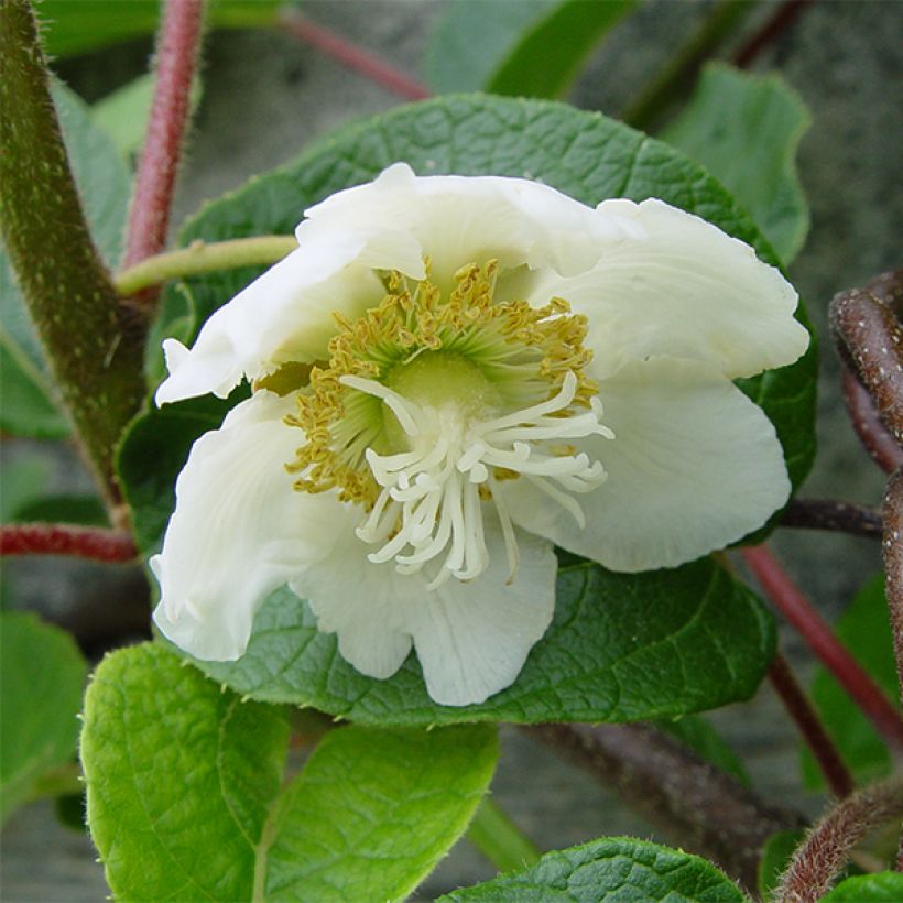 Actinidia chinensis Golden Delight (Männlich) - Chinesischer Strahlengriffel (Blüte)