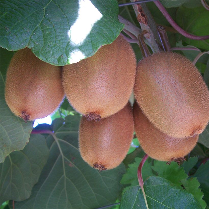Actinidia chinensis Golden Delight (Männlich) - Chinesischer Strahlengriffel (Ernte)