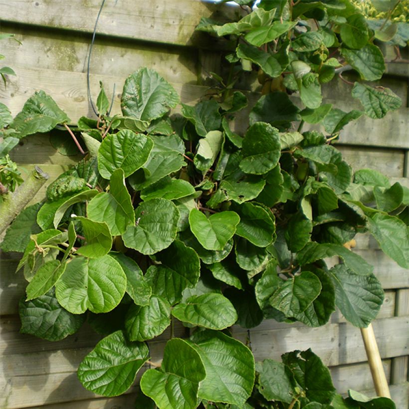 Actinidia chinensis Golden Delight (Männlich) - Chinesischer Strahlengriffel (Hafen)
