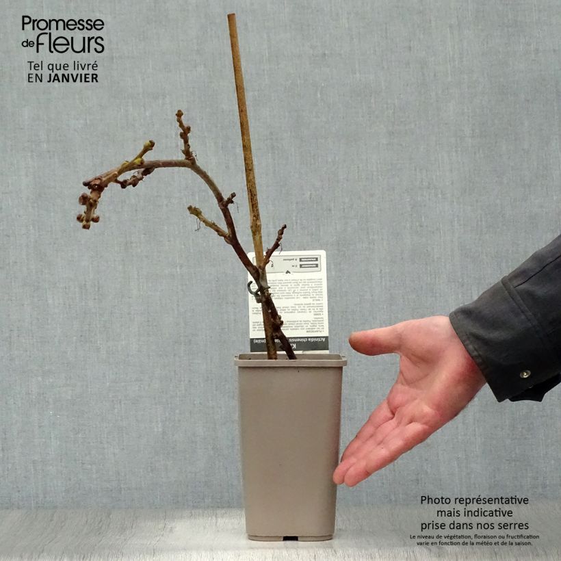 Exemplar von Actinidia chinensis Minkimale (Männlich) - Chinesischer Strahlengriffel Topf mit 1,5L/2L wie im Winter geliefert