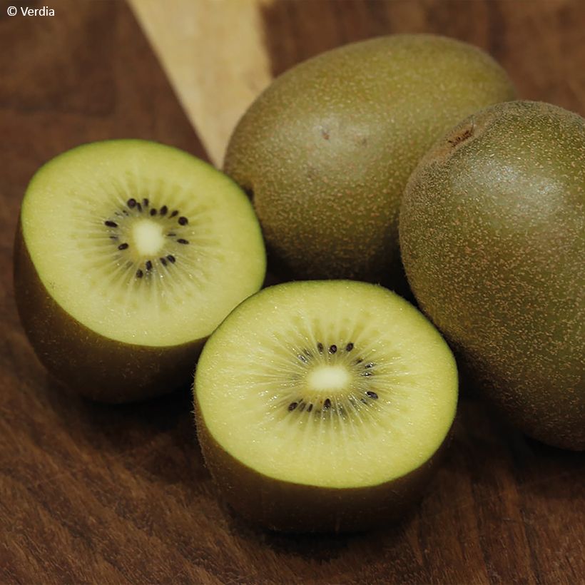 Actinidia deliciosa kiw'Happy (Weiblich) - Chinesischer Strahlengriffel (Ernte)