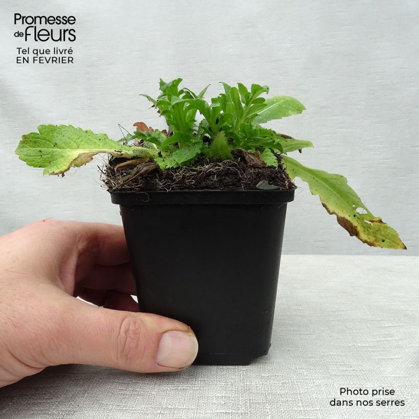 Exemplar von Acker-Witwenblume - Knautia arvensis Kleine Töpfe von 8/9 cm wie im Winter geliefert