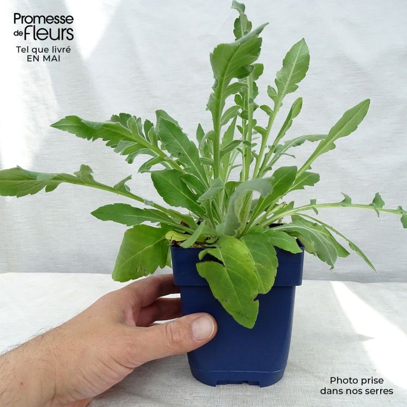 Exemplar von Mazedonische Witwenblume - Knautia macedonica Kleine Töpfe von 7/8 cm wie im Frühjahr geliefert