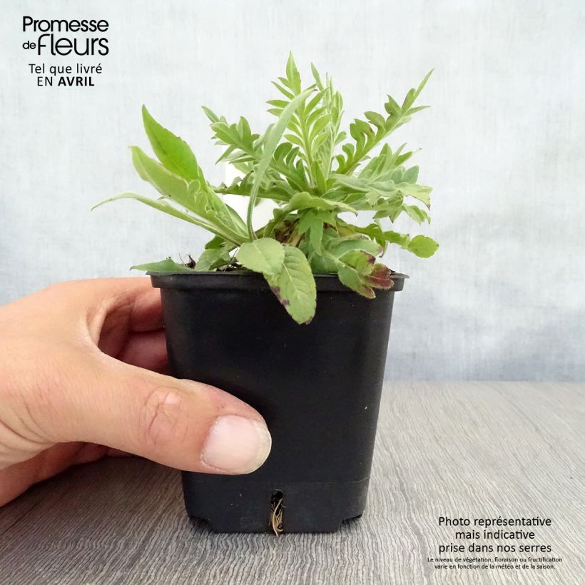 Exemplar von Witwenblume Red Knight - Knautia macedonia Kleine Töpfe von 8/9 cm wie im Frühjahr geliefert