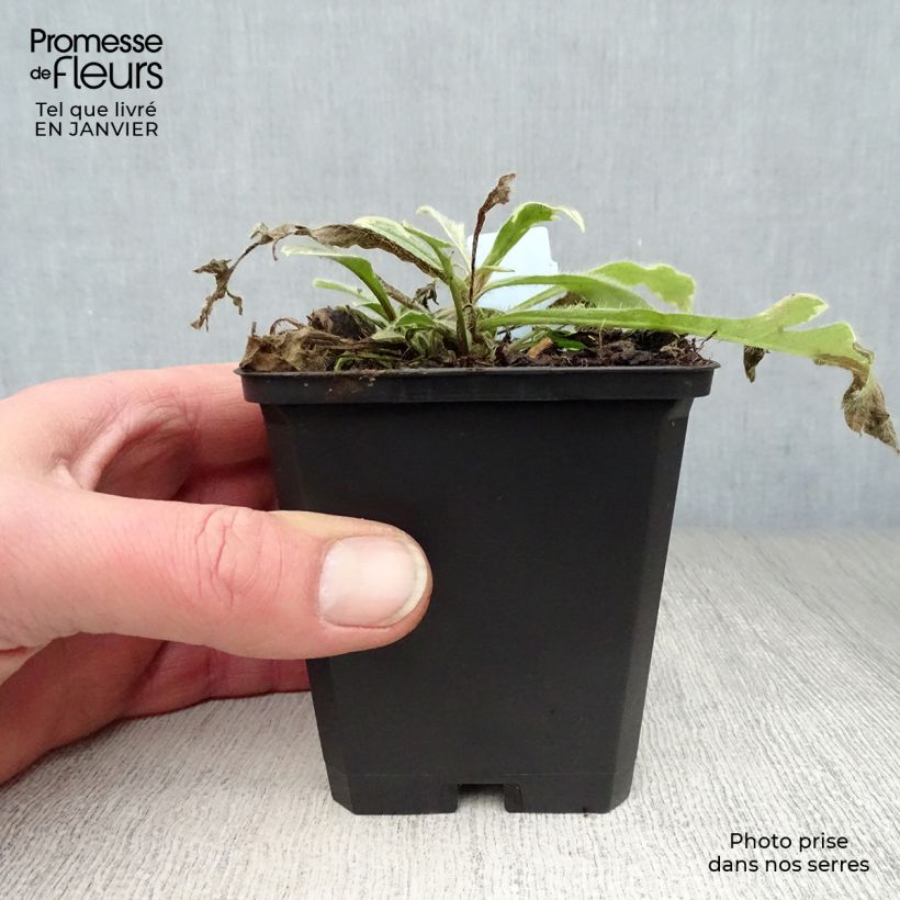 Exemplar von Witwenblume Thunder and Lightning - Knautia macedonica Kleine Töpfe von 8/9 cm wie im Winter geliefert