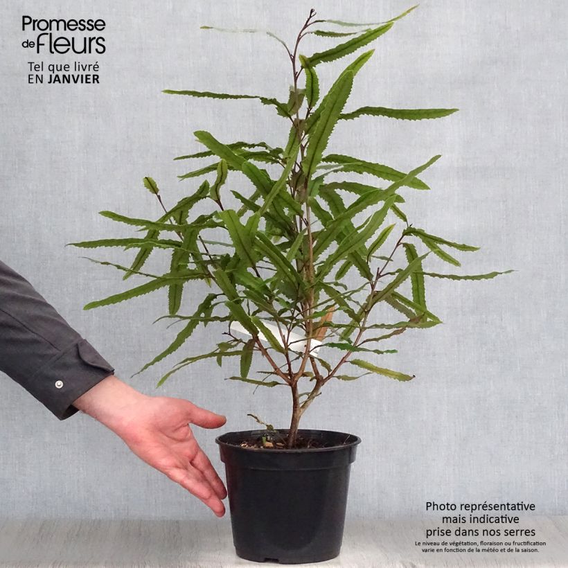 Exemplar von Knightia excelsa - Knightia Topf mit 3L/4L wie im Winter geliefert