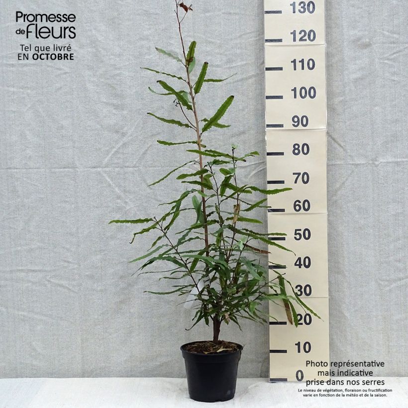 Exemplar von Knightia excelsa - Knightia Topf mit 3L/4L wie im Herbst geliefert