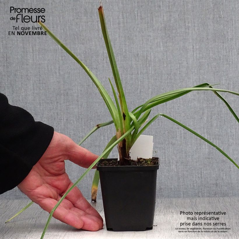 Exemplar von Fackellilie Alcazar - Kniphofia Kleine Töpfe von 8/9 cm wie im Herbst geliefert
