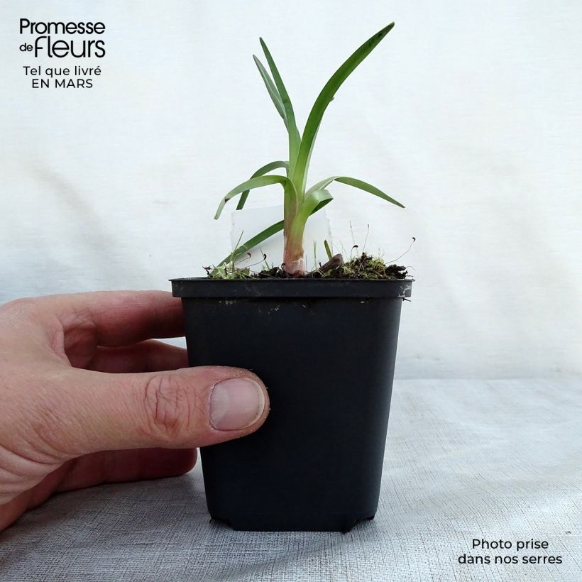 Exemplar von Fackellilie Alcazar - Kniphofia Kleine Töpfe von 8/9 cm wie im Frühjahr geliefert