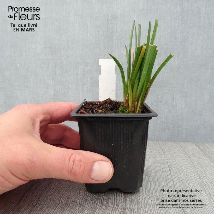 Exemplar von Fackellilie Bees Lemon - Kniphofia Kleine Töpfe von 8/9 cm wie im Frühjahr geliefert