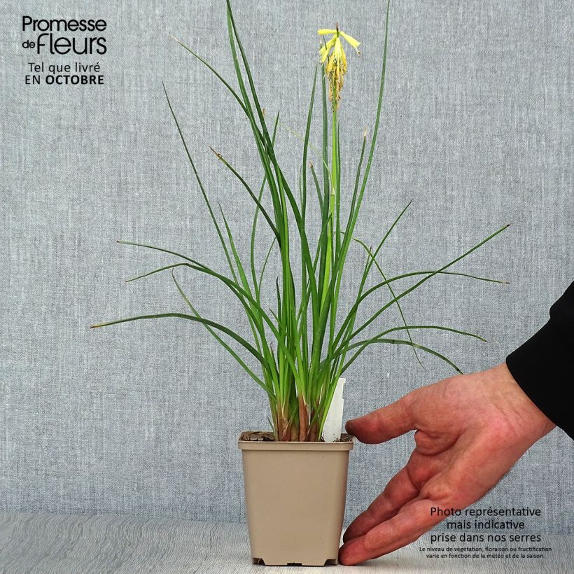 Exemplar von Fackellilie Elvira - Kniphofia Kleine Töpfe von 8/9 cm wie im Herbst geliefert