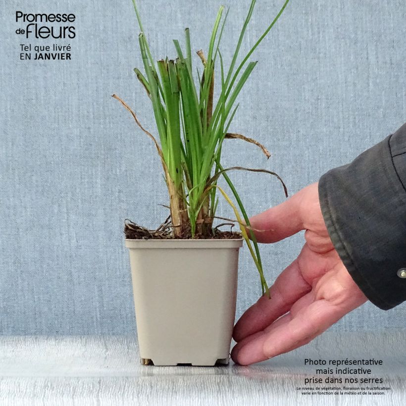 Exemplar von Fackellilie Elvira - Kniphofia Kleine Töpfe von 8/9 cm wie im Winter geliefert