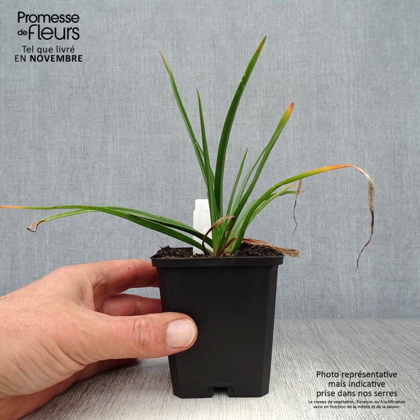 Exemplar von Fackellilie Flamenco - Kniphofia Kleine Töpfe von 8/9 cm wie im Herbst geliefert