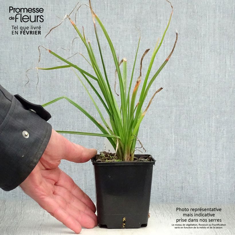 Exemplar von Fackellilie Flamenco - Kniphofia Kleine Töpfe von 8/9 cm wie im Winter geliefert