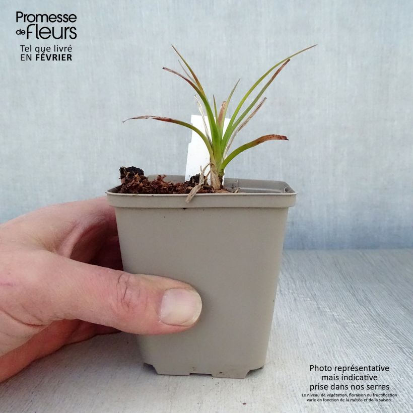 Exemplar von Fackellilie Green Jade - Kniphofia Kleine Töpfe von 8/9 cm wie im Winter geliefert