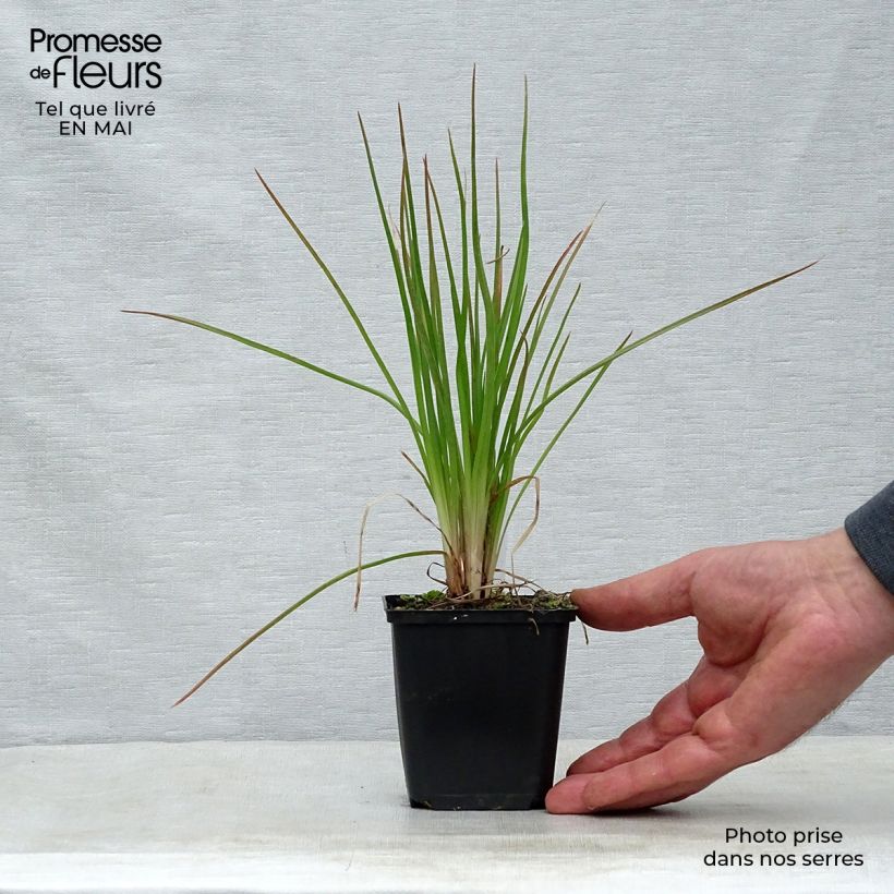 Exemplar von Fackellilie Little Maid - Kniphofia Kleine Töpfe von 8/9 cm wie im Frühjahr geliefert