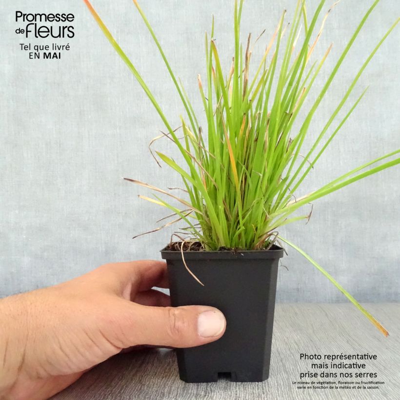 Exemplar von Fackellilie Red Rocket - Kniphofia Kleine Töpfe von 8/9 cm wie im Frühjahr geliefert