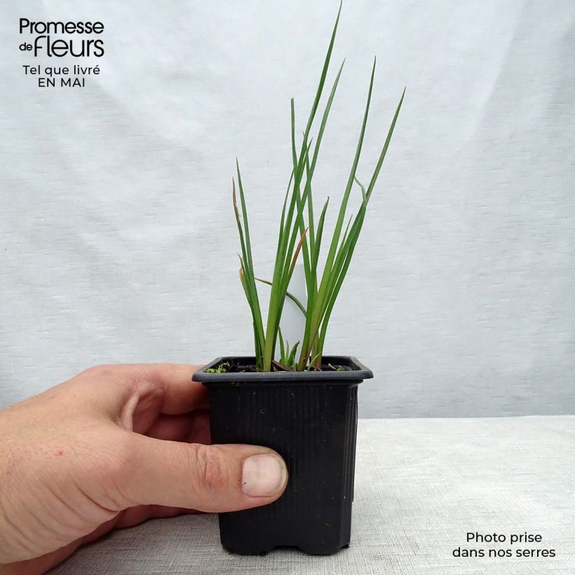 Exemplar von Fackellilie Redhot Popsicle - Kniphofia Kleine Töpfe von 8/9 cm wie im Frühjahr geliefert