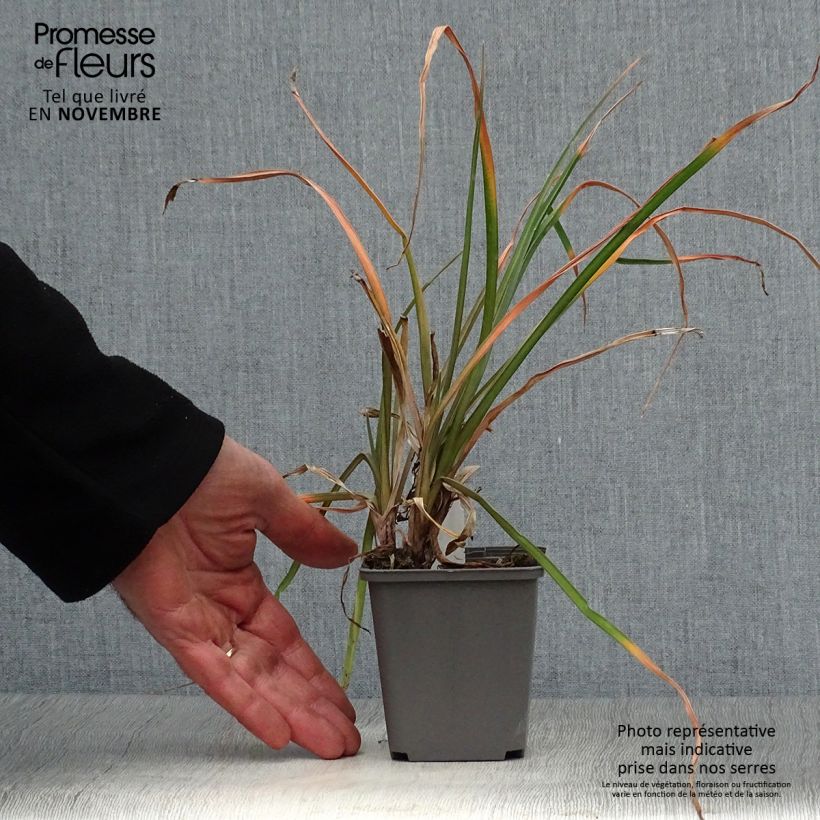 Exemplar von Fackellilie Tawny King - Kniphofia Kleine Töpfe von 8/9 cm wie im Herbst geliefert