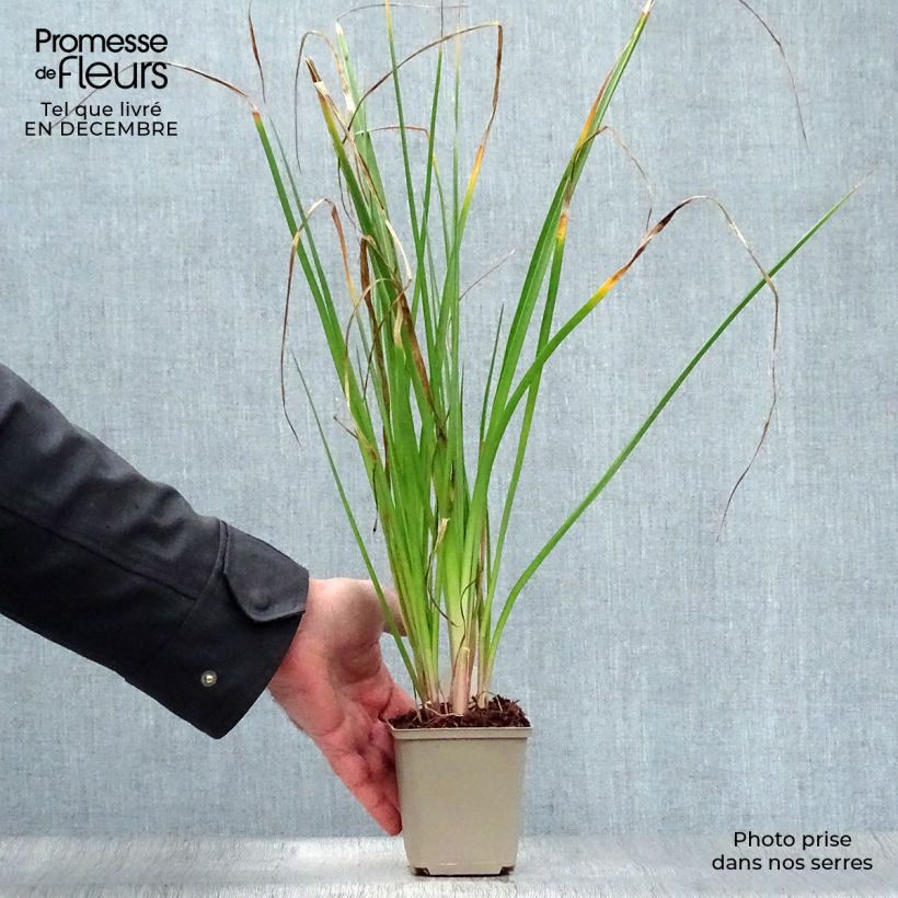 Exemplar von Fackellilie Tawny King - Kniphofia Kleine Töpfe von 8/9 cm wie im Winter geliefert