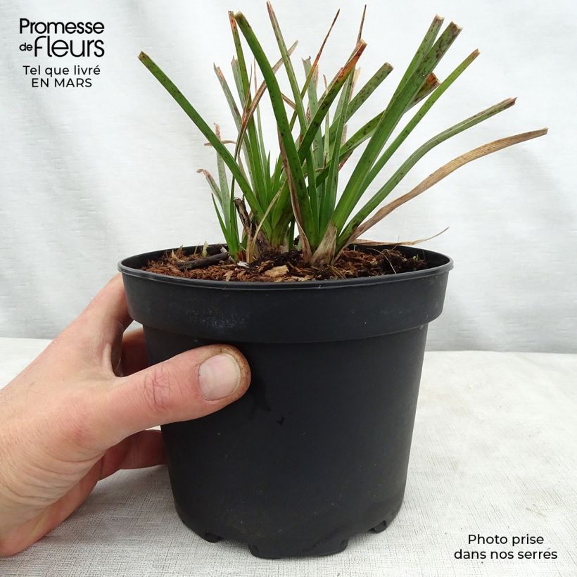 Exemplar von Fackellilie Tawny King - Kniphofia Topf mit 2L/3L wie im Frühjahr geliefert